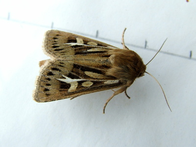 Antler Moth